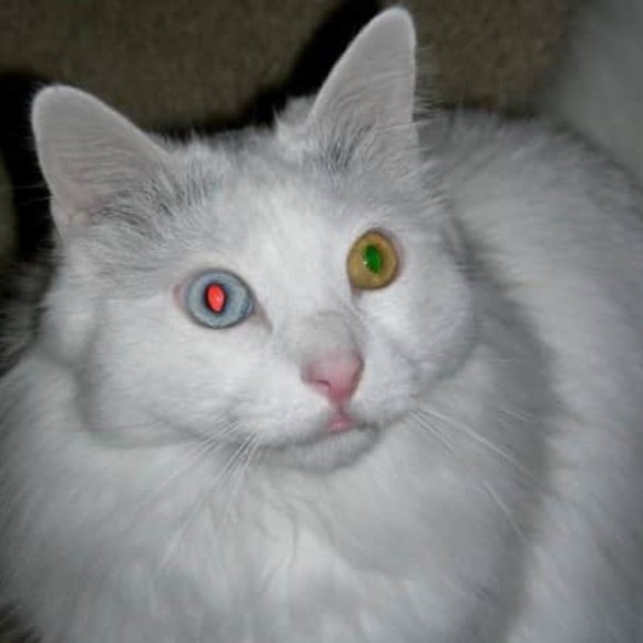 cybercatscloset